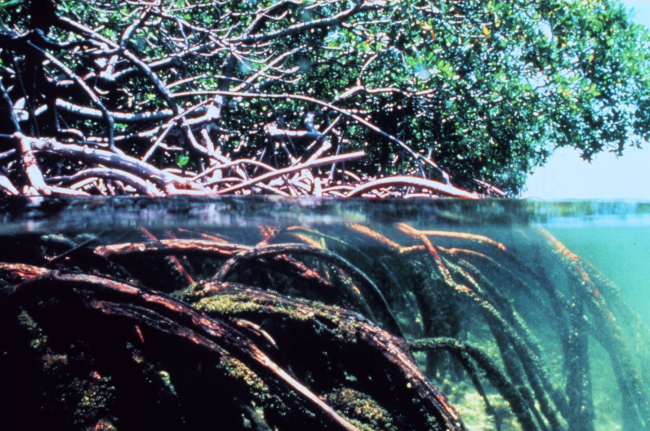 Mangroves showing root system below the water surface