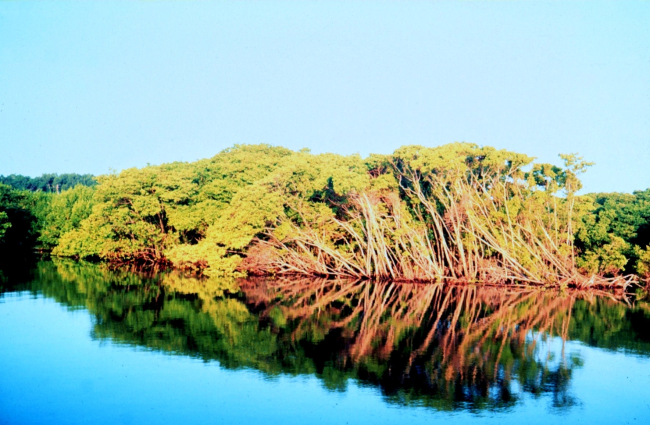 Mangroves along waterway in Palm Beach County