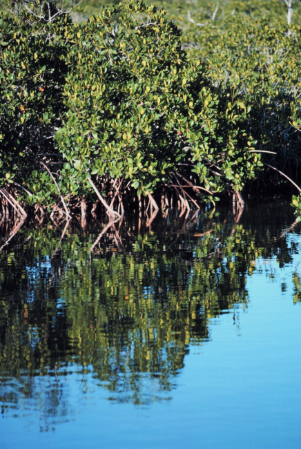 Mangroves in Monroe County