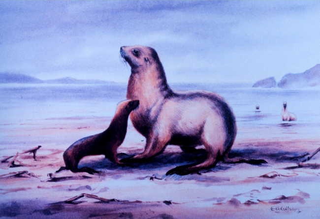 Water color by Edward Wilson of seal