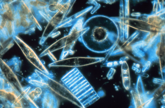 Assorted diatoms living between crystals of annual sea ice in McMurdo Sound,Antarctica