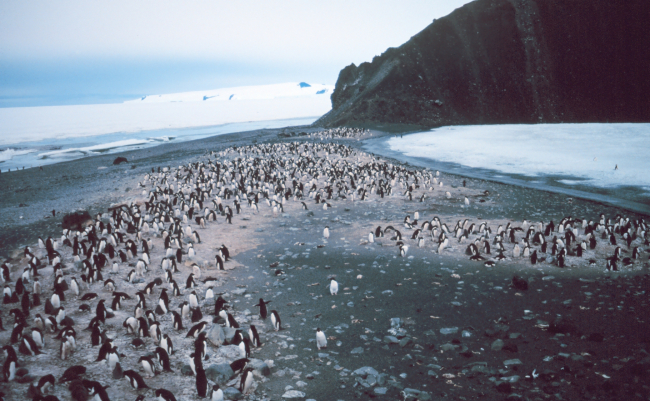 Adelie Penguins at a rookery