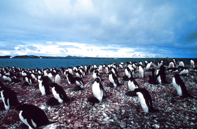 An Adelie Penguin rookery on the Antarctic Peninsula