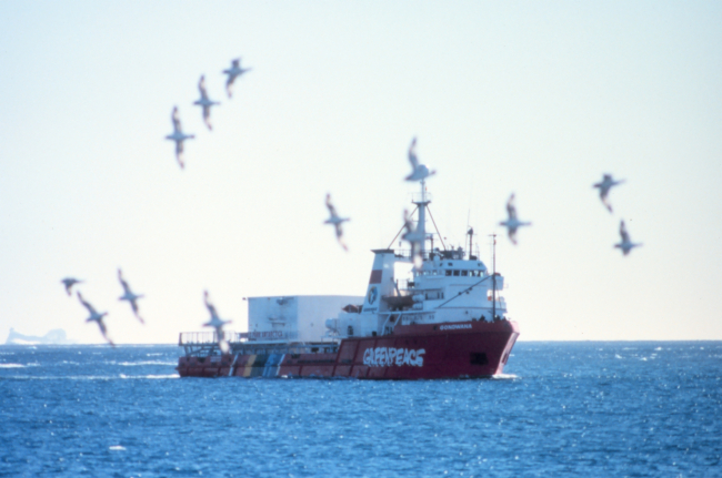 A flock of albatross flying in the vicinity of a Greenpeace vessel