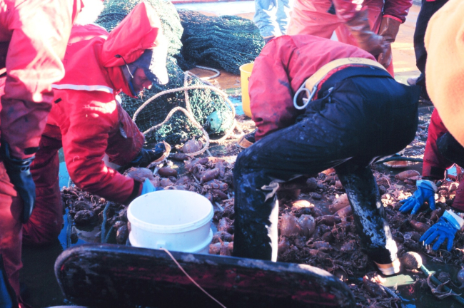 Sorting through the spoils of a bottom trawl on the continental shelf of the Ross Sea