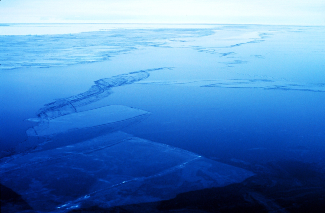 Thin rafted sea ice