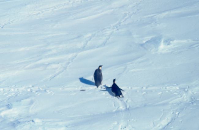 Emperor penguins on the sea ice