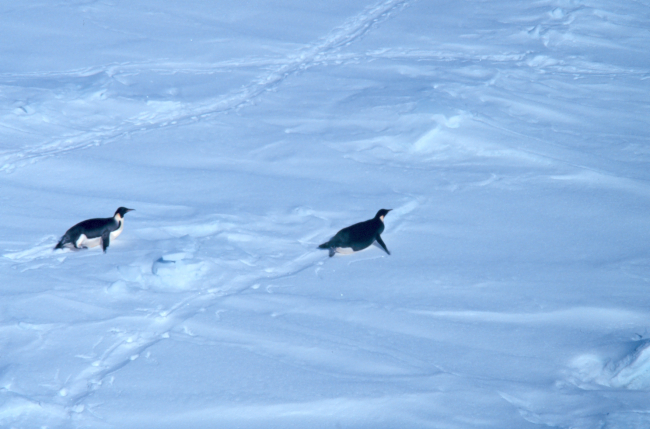Emperor penguins tobogganing over the snow
