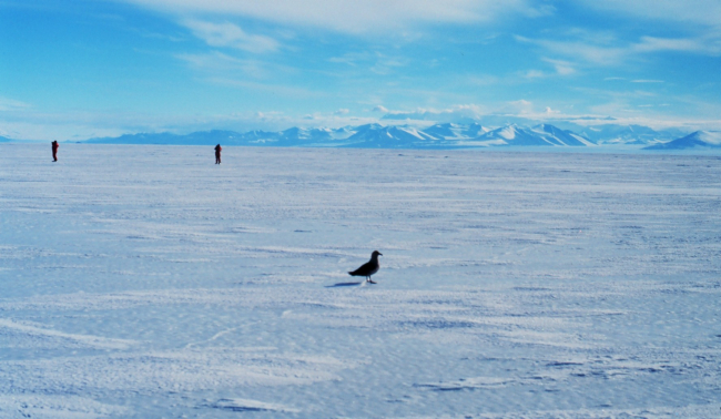 Skua and scientists on the sea ice