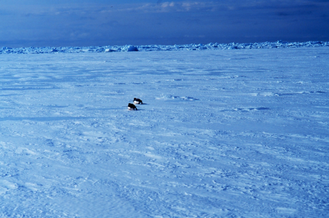 Penguins sliding across the sea ice