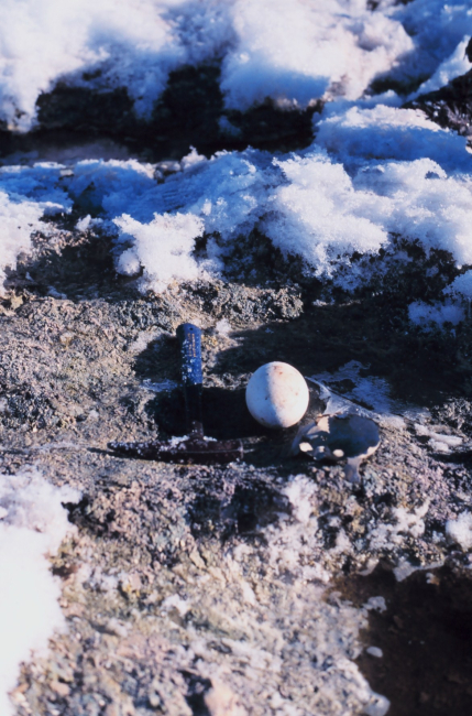 Emperor penguin egg at Cape Washington in the Ross Sea