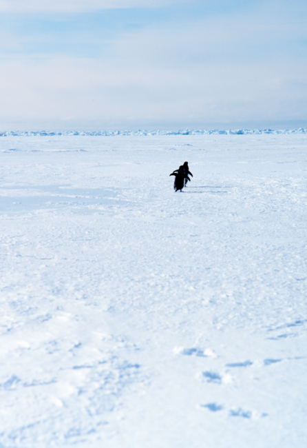 Adelie penguins running on the sea ice