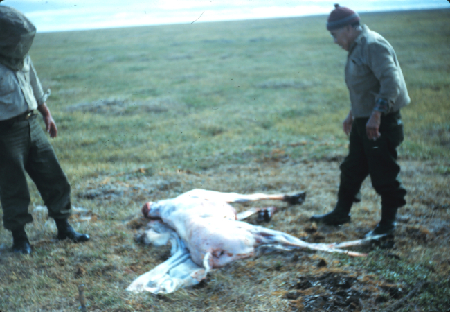 A skinned caribou getting ready for the frying pan