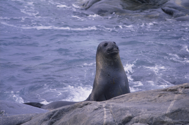 Fur Seal at the beach