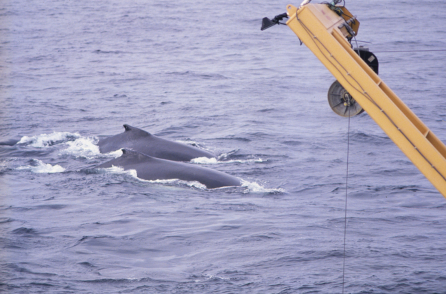 Humpback Whales near SURVEYOR
