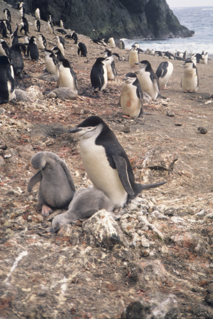 Chin strap penguin and chicks