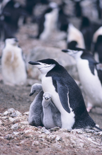 Chinstrap penguin and chicks