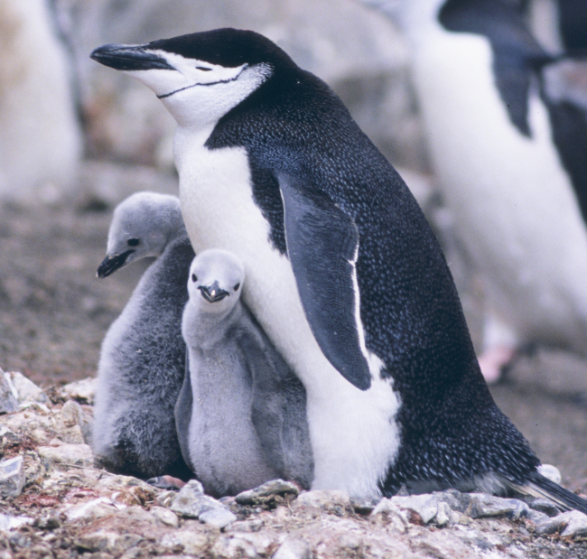 Chinstrap penguin and chicks (closeup)