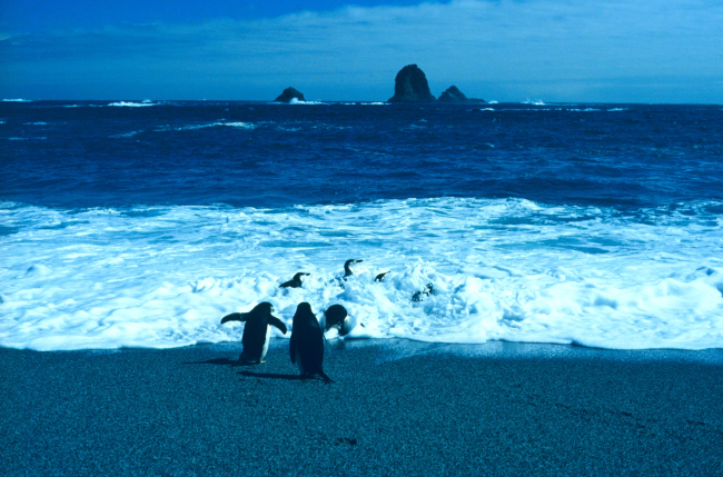 Chinstrap penguins in surf
