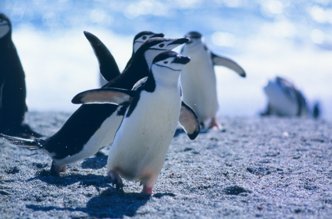 Chinstrap penguins waddling