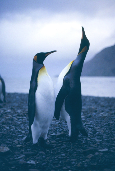 King Penguin singing