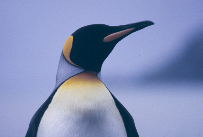 King Penguin (closeup)