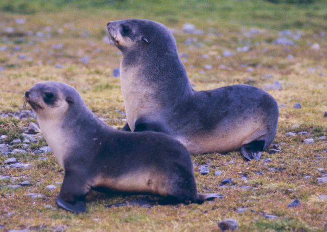 Fur Seals Fortuna Bay (closeup)
