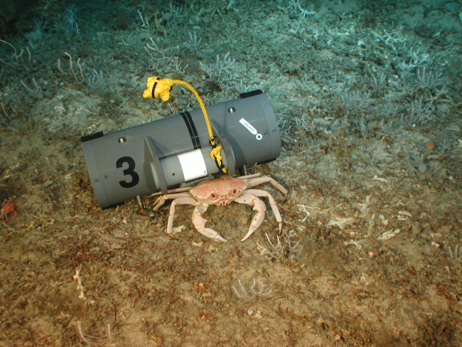 One of the benthic traps on the sea floor, possibly about to catch a crab