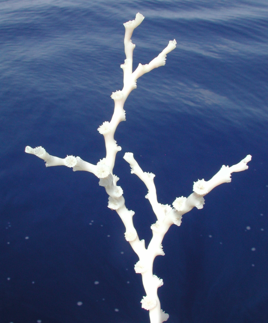 This is a healthy branch of Lophelia coral sampled from the deep ocean reefsoff the coast of South Carolina