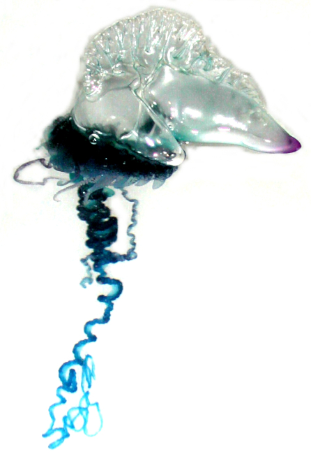 This tiny and very dangerous Portugese Man-O-War jellyfish measures onlyan inch across