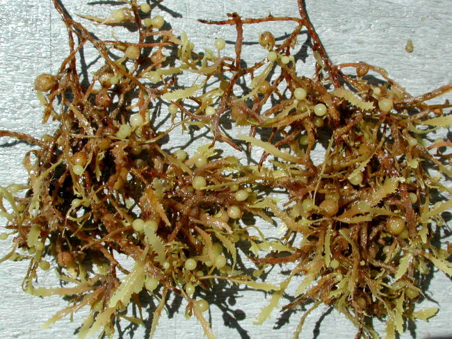 A small mass of sargassum weed