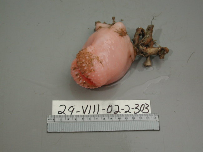 This pale pink sponge was collected during one of the submersible dives withthe manipulator arm of the Johnson Sealink II