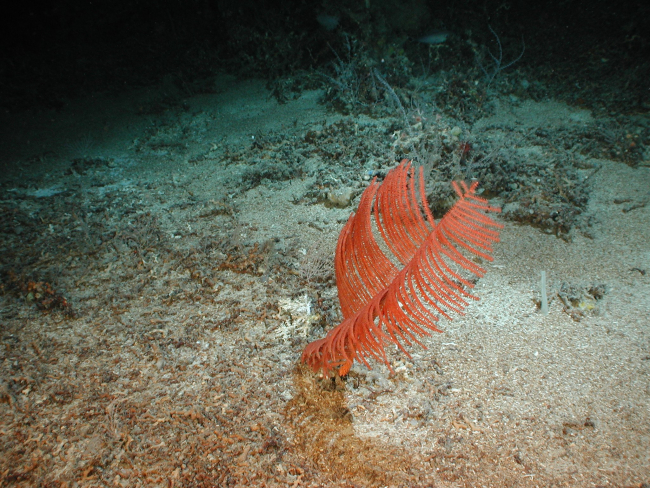 Deep sea coral Bathypathes sp
