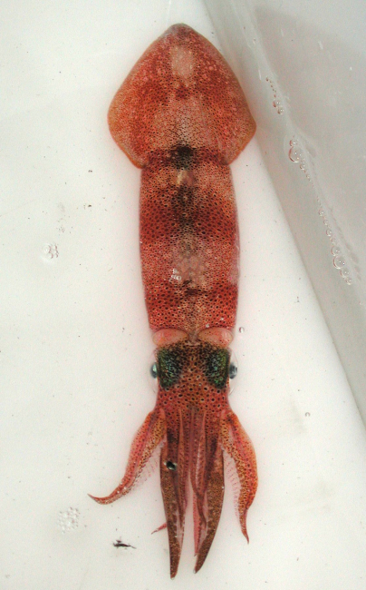 This Arrow squid, measured almost two feet long when it was brought aboardthe R/V SEWARD JOHNSON during an evenings night lighting sampling