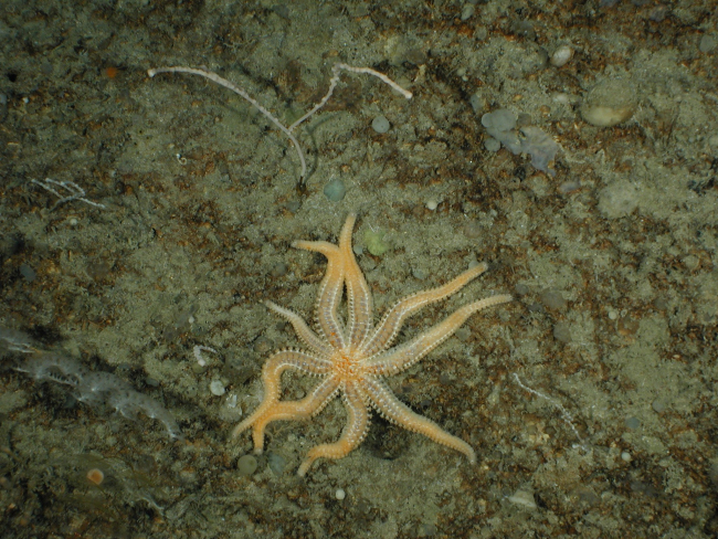 A starfish was sighted by the scientists from inside the Johnson-Sea-Link IIsubmersible during one of the dives