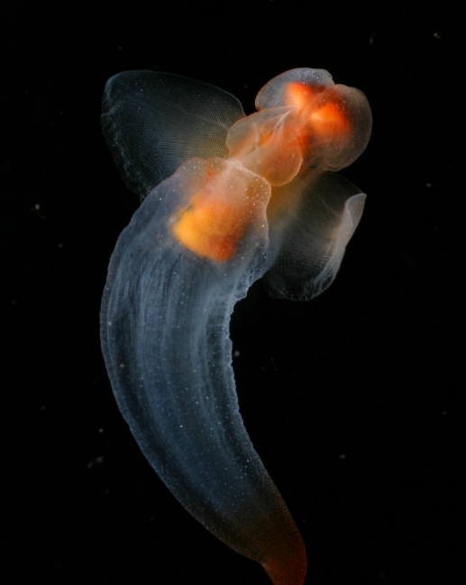 Clione, a shell-less snail known as the Sea Butterfly swimsin the shallow waters beneath Arctic ice