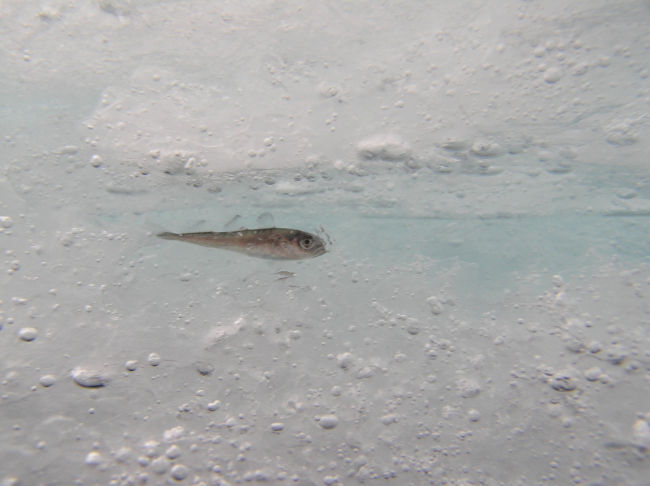 An Arctic Cod rests in an ice-covered space