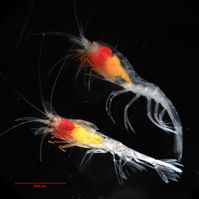 Hymenodora glacialis, the only pelagic shrimp known to inhabit the Canada Basin