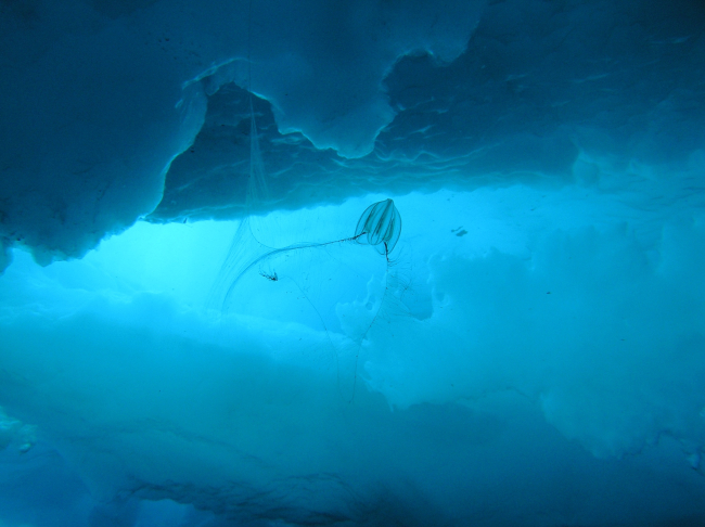 The comb jelly Mertensia ovum is fishing for food under Arctic ice