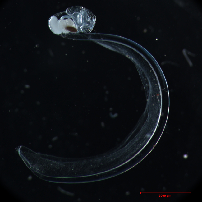 An undescribed deep-water species of Larvacean