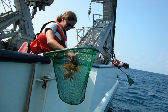 Patches of sargassum floating at the surface are often home to a large diversity of marine animals