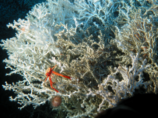 The Life on the Edge 2004 mission has collected a diverse array ofinvertebrate life around deep-sea corals
