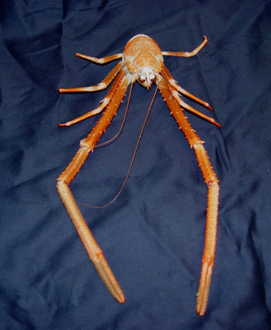 Galatheid crab (possibly a Eumunida species), showing theextremely long claws they possess that enable them to cling to the inside ofthe suction sampler so tenaciously