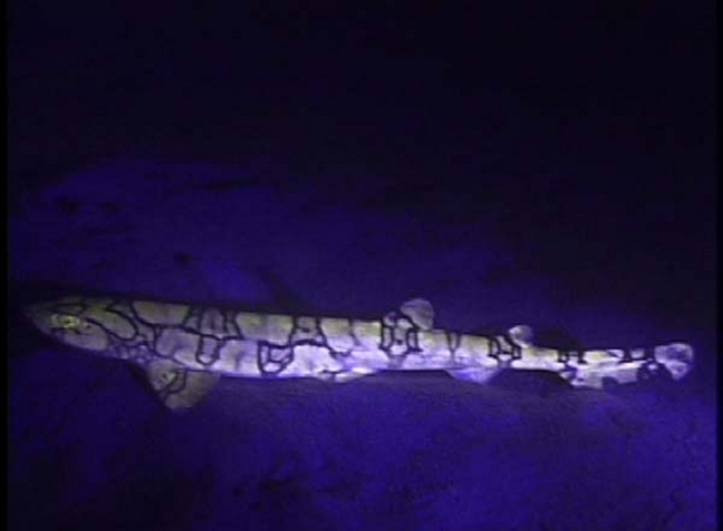 Fluorescent chain cat shark at about 1820' feet deep