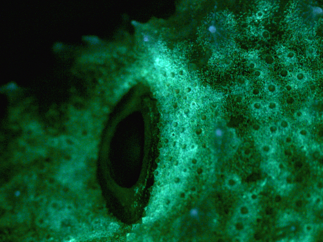 Green fluorescing eyebrow of a 5 cm