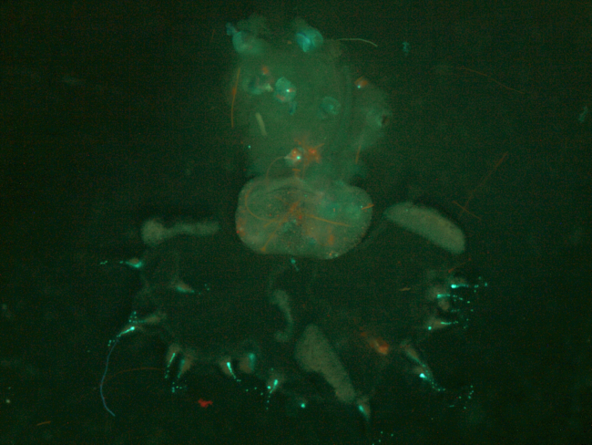 Unidentified jelly with algae which appears as red balls
