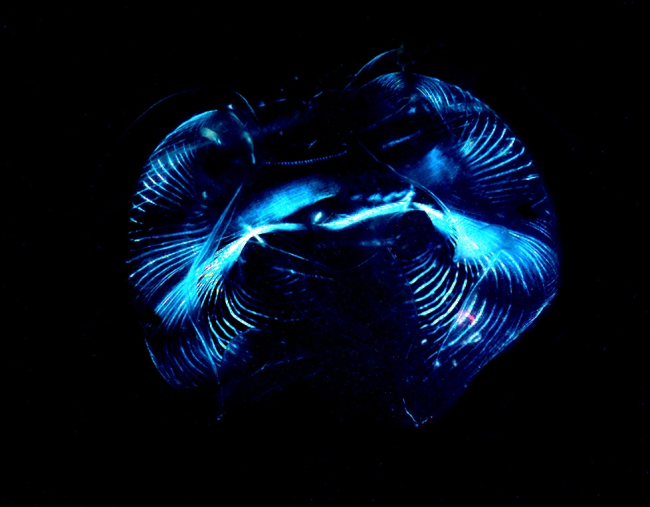 The lobate ctenophore Ocyropsis maculata as viewed under polarized light