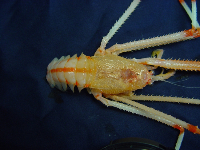 Galatheid crab with UV sensitivity