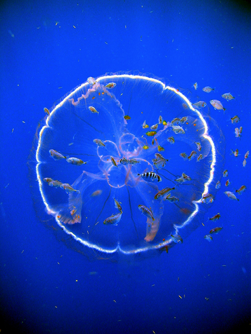 A flotilla of fish follow a transparent drifting jellyfish, Aurelia aurita