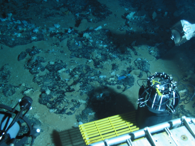 Dive at Wreckfish Cave